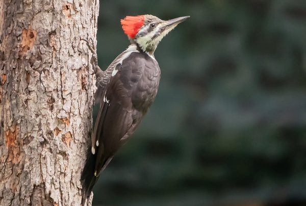 Bird Genus - Pileated Woodpecker